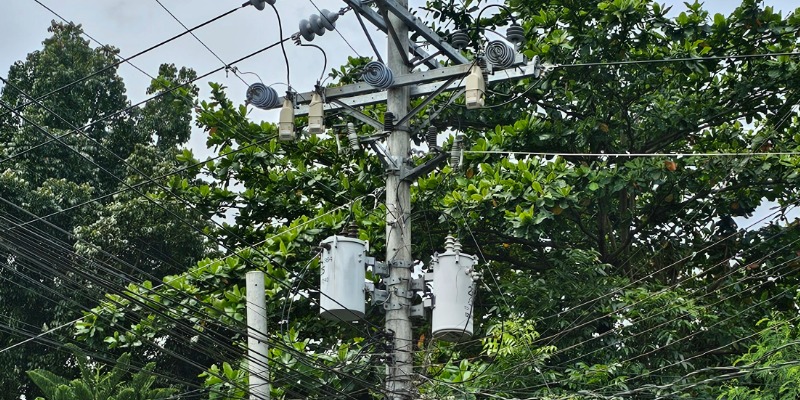 TripSaver® II Cutout-Mounted Recloser installed and surrounded by trees